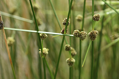 BUITEN BEELD Foto: 413166