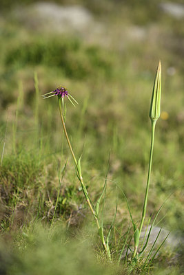 BUITEN BEELD Foto: 413169