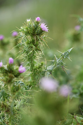 BUITEN BEELD Foto: 413178