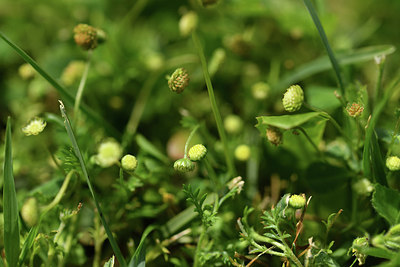 BUITEN BEELD Foto: 413186