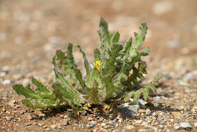 BUITEN BEELD Foto: 413187