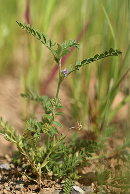 BUITEN BEELD Foto: 413207