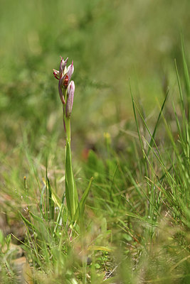 BUITEN BEELD Foto: 413239