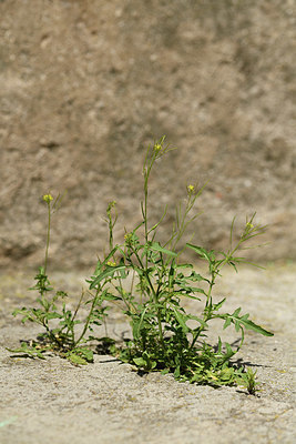 BUITEN BEELD Foto: 413246