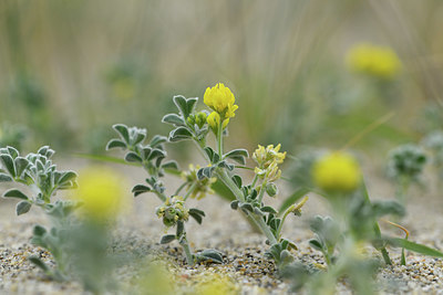 BUITEN BEELD Foto: 413252