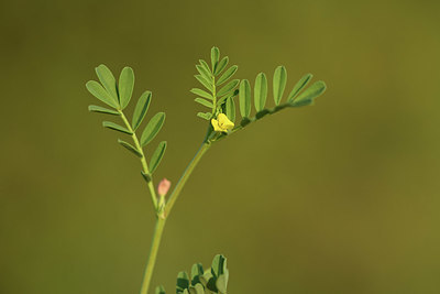 BUITEN BEELD Foto: 413257