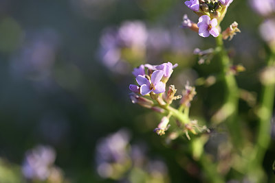 BUITEN BEELD Foto: 413265