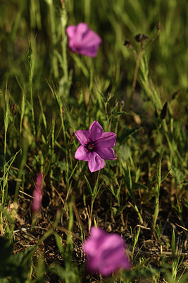 BUITEN BEELD Foto: 413273