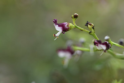BUITEN BEELD Foto: 413279