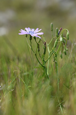 BUITEN BEELD Foto: 413282