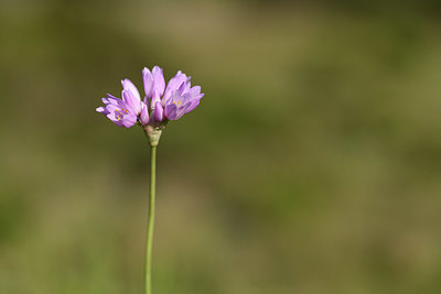 BUITEN BEELD Foto: 413296