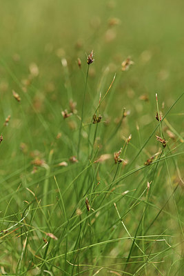 BUITEN BEELD Foto: 413297