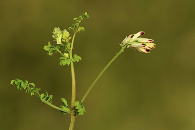 BUITEN BEELD Foto: 413305