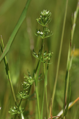 BUITEN BEELD Foto: 413307