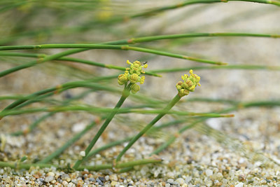 BUITEN BEELD Foto: 413319