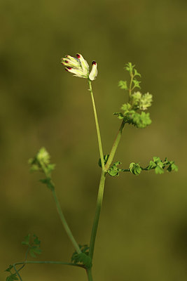 BUITEN BEELD Foto: 413321