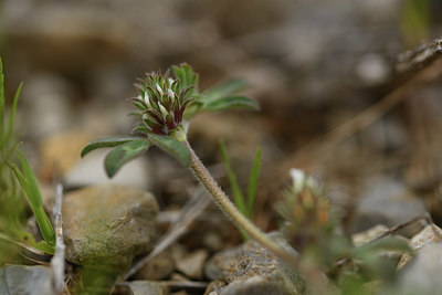 BUITEN BEELD Foto: 413328
