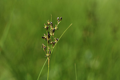 BUITEN BEELD Foto: 413330