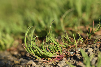 BUITEN BEELD Foto: 413332