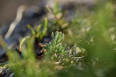 BUITEN BEELD Foto: 413340