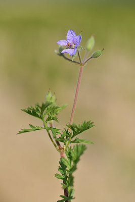 BUITEN BEELD Foto: 413344