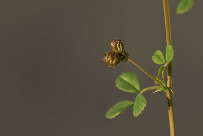 BUITEN BEELD Foto: 413350