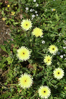 BUITEN BEELD Foto: 413352
