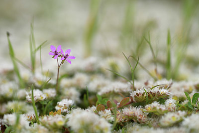 BUITEN BEELD Foto: 413357