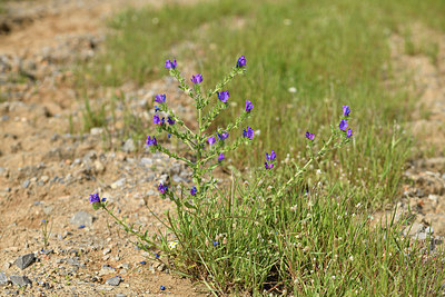 BUITEN BEELD Foto: 413360