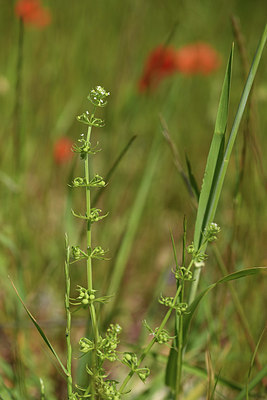 BUITEN BEELD Foto: 413373
