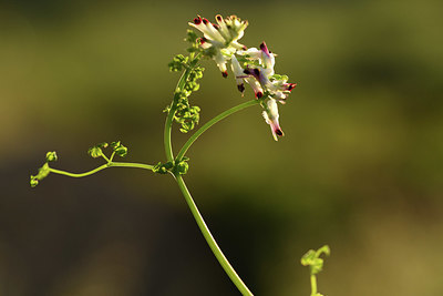 BUITEN BEELD Foto: 413375