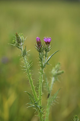 BUITEN BEELD Foto: 413378