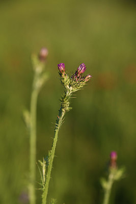 BUITEN BEELD Foto: 413389