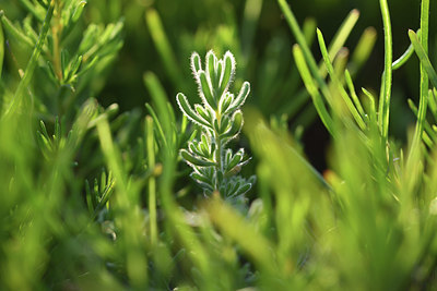 BUITEN BEELD Foto: 413393