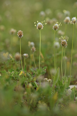 BUITEN BEELD Foto: 413399