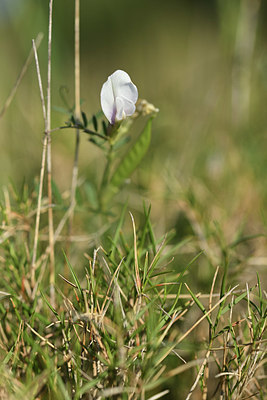 BUITEN BEELD Foto: 413401