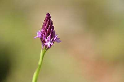 BUITEN BEELD Foto: 413403