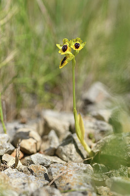 BUITEN BEELD Foto: 413405