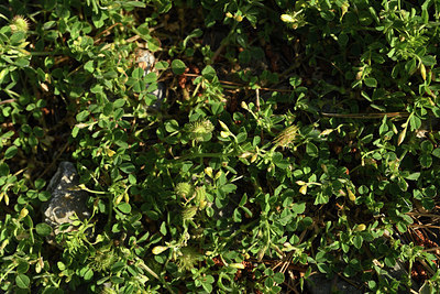 BUITEN BEELD Foto: 413421