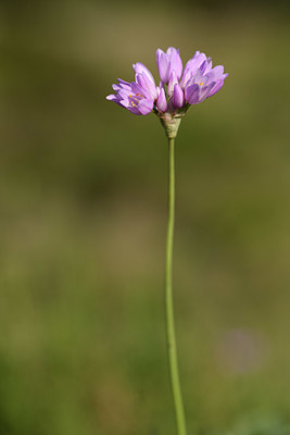 BUITEN BEELD Foto: 413425
