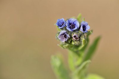 BUITEN BEELD Foto: 413430