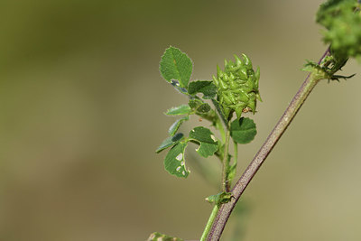 BUITEN BEELD Foto: 413431