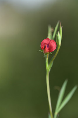 BUITEN BEELD Foto: 413441