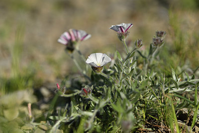 BUITEN BEELD Foto: 413442