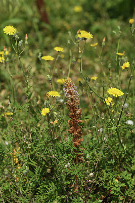 BUITEN BEELD Foto: 413443