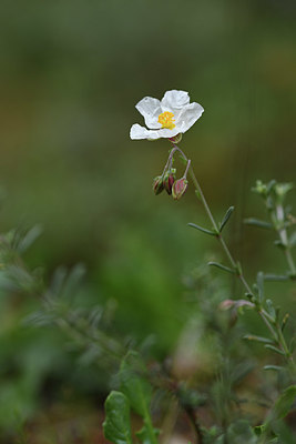 BUITEN BEELD Foto: 413454