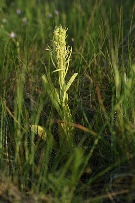 BUITEN BEELD Foto: 413455