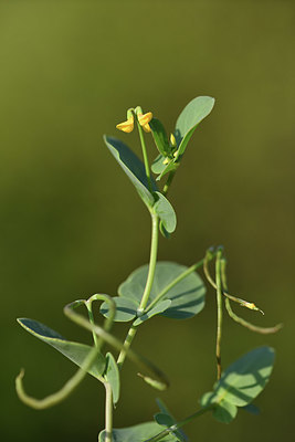 BUITEN BEELD Foto: 413463