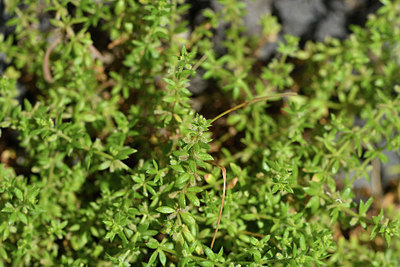 BUITEN BEELD Foto: 413466