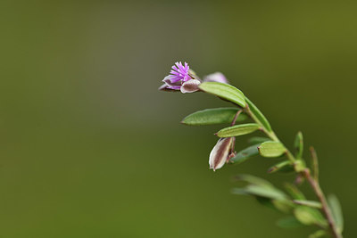 BUITEN BEELD Foto: 413474